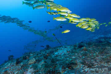 Large school of snappers swimming over a vibrant coral reef © Kristof