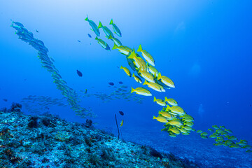 Large school of snappers swimming over coral reef in mozambique © Kristof