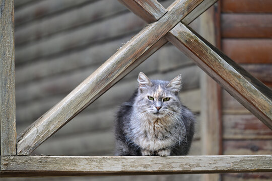 Long-haired grey cat on rustic wooden railing