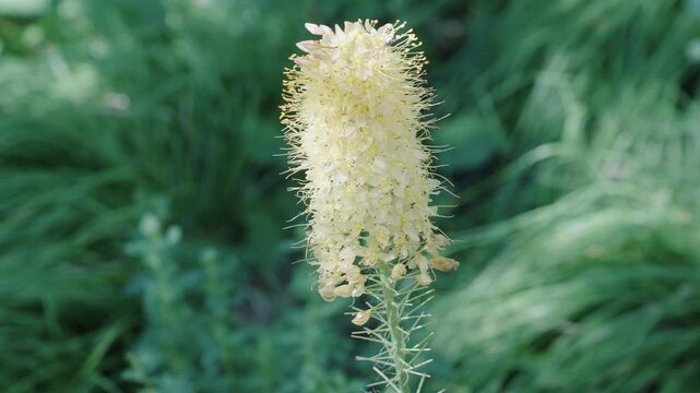 Natural flower plant. Flora nature. Bright blooming desert candles flower in nature. Foxtail lilies in bloom. Eremurus flower. Flowering nature closeup. Macro of flowering Eremurus exotic flower