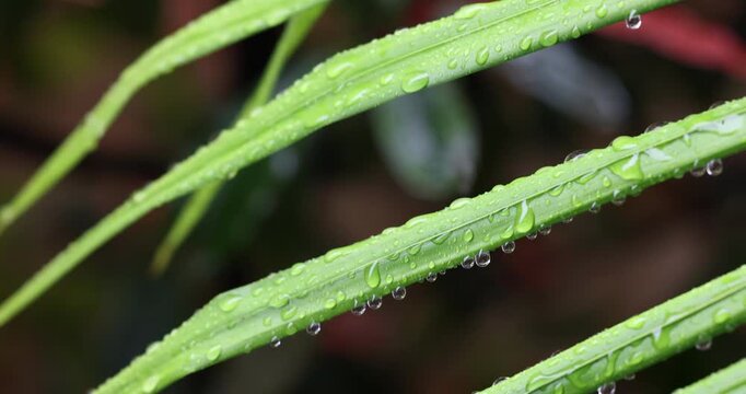 Close-up tips of vibrant green palm tree leaves covered in water drops with a multi-coloured soft-focused dark background. Captured in slow motion as water drips from the leaves on a rainy day.