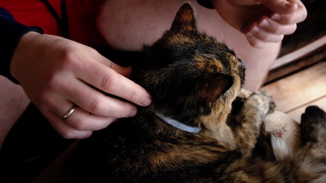 A person puts an antiparasite collar on a cat to protect it from ticks, fleas, and parasites and adjusts it. High quality 4K footage.