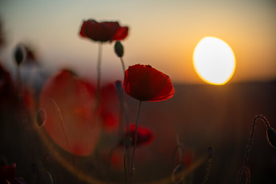 Silhouette of red poppy flowers blooming in meadow during golden hour sunset