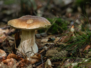 Fototapeta premium Single wild porcini mushroom growing on the forest floor covered with autumn leaves