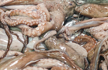 Octopus tentacles filling the frame in a tangle of pale suckers © Bugra Kaan Ersoy