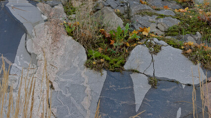 Moss, grasses and fallen autumn leaves growing naturally in cracks and depressions of exposed rock. © Oddette