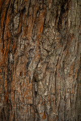 Fototapeta premium bark of a tree
