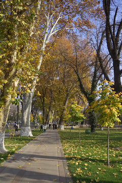 A paved pedestrian pathway stretches through a sunlit city park lined with tall autumn plane trees with whitewashed trunks in Tashkent, Uzbekistan