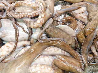 Wide view of octopus filling a seafood counter in overlapping layers © Bugra Kaan Ersoy