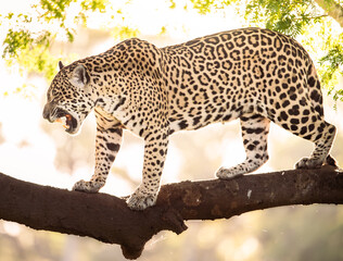 jaguar on a tree © Agatha Carr