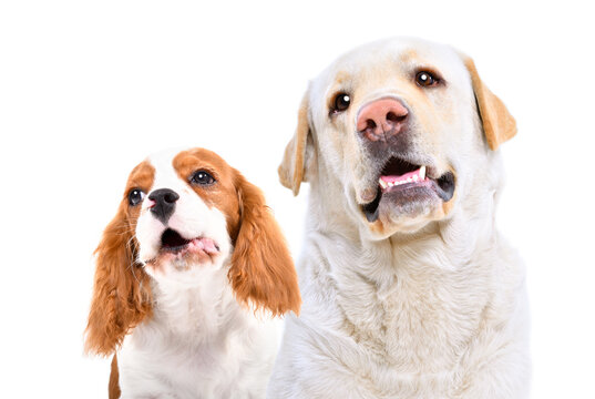 Portrait of a barking  Spaniel and a Labrador isolated on a white background