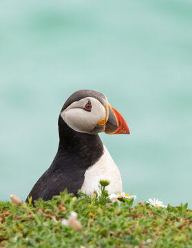 Atlantic Puffin "Fratercula arctica" closeup side profile showing birds bright orange bill or beak and blue eye. Blurred aqua sea in background. Great Saltee Island, County Wexford, Ireland