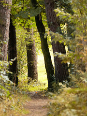 Obraz premium Forest path leading to bright open clearing