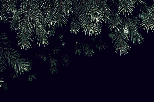 Abstract dark halftone spruce branches with authentic risograph print texture and dot pattern on black background. Drops into a cinematic and luxury Christmas holiday composition.