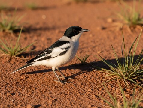 White winged triller bird stands on red desert sand in Australia. Small avian wildlife with black, white plumage walks near green grass tufts. Native endemic species explores dry arid ground in