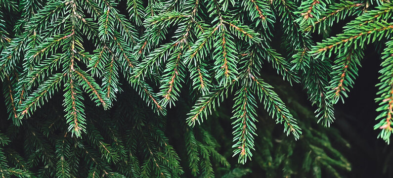 Real dark green spruce branches in a dense needle texture against deep shadows. Anchors a calm website and earthy christmas banner background holiday design with a horizontal panoramic crop.