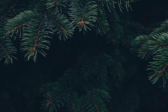 Real dark green spruce branches frame a wide central void against deep shadows. Anchors a cinematic winter design holiday background with copy space for a christmas quote.