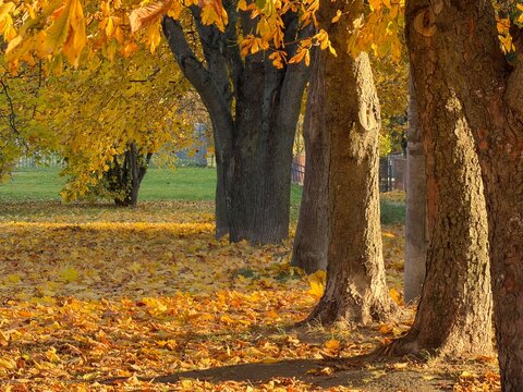 Autumn oak tree with sprawling branches over ground covered by golden fallen leaves in park, with oak, tree, branch, leave detail, showing fallen, autumn, fall, golden context