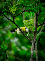 Vibrant blue tit bird with striking yellow and blue plumage perched gracefully on a tree branch, clutching a bright green caterpillar in its beak, ready to feed its young amidst a lush, © Jan