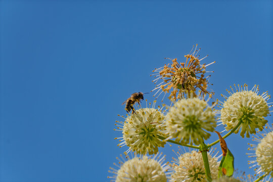 A honeybee pollinates round spherical flowers against a blue sky