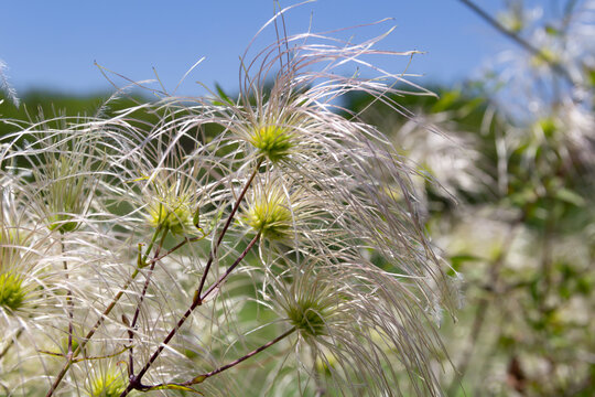 Close-up view of the fruit of the old man's beard vine native to South America