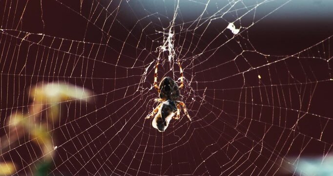 Cross Spider Wrapping Caught Insect in Silk Thread on Spiderweb