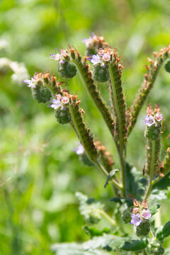 detail of wild Phacelia tanacetifolia flower in the mountains