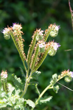 detail of wild Phacelia tanacetifolia flower in the mountains
