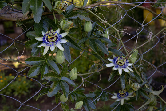 Passiflora creeper in the mountains