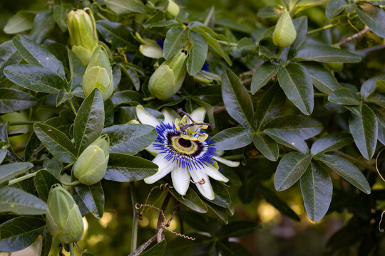 Passiflora creeper in the mountains