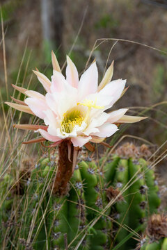 Selenicereus grandiflorus flowers in the mountains