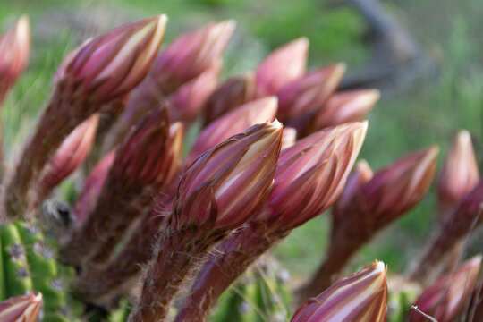 close-up of Selenicereus grandiflorus flower buds