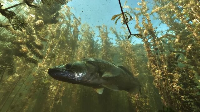 A zander stays motionless in a bed of milfoil. The camera films from below. The water surface and the blue sky show through above the fish.