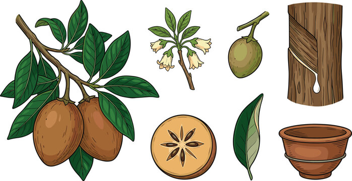 Fresh Sapodilla Fruit Vector Set Featuring Brown Chikoo on Branch with Green Leaves Slices Flowers Unripe Fruit Tree Trunk Latex Bleeding and Bowl Elements