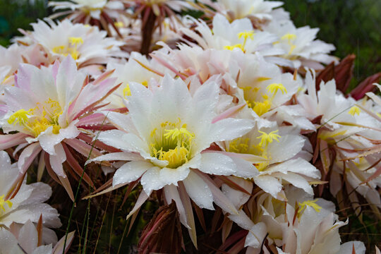 Selenicereus grandiflorus flowers in the mountains