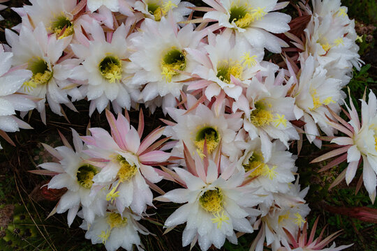 vita above wild Selenicereus grandiflorus flowers