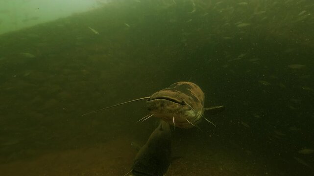 Two catfish swim out of an underwater tunnel and move close to the camera. After a brief pause they turn around. Both fish disappear back into the dark tunnel entrance.