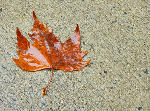 Orange sycamore leaf soaked with raindrops on concrete ground