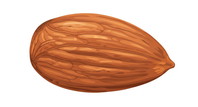 Single raw almond nut isolated on white background