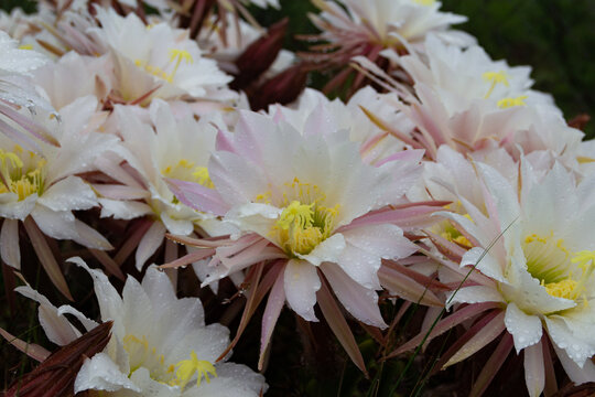 Selenicereus grandiflorus flowers in the mountains