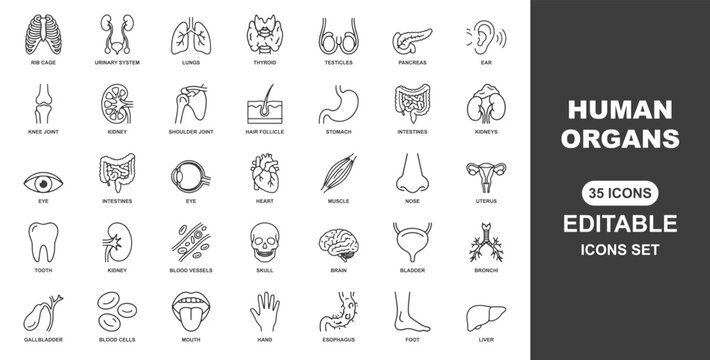 Human internal organs . Medical outline icon . Editable stroke . Vector