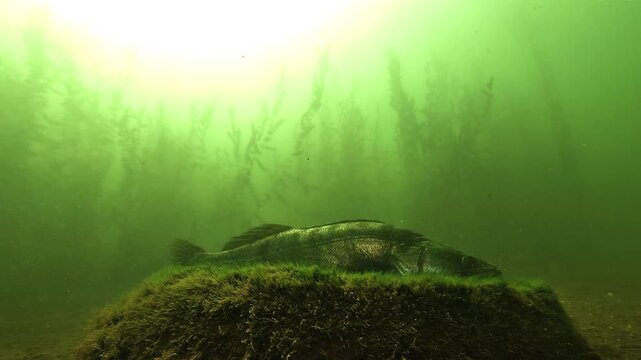 A wels catfish arrives in the frame and the zander holding the spot swims away. The smaller predator gives ground without contact. Filmed underwater in low natural light.