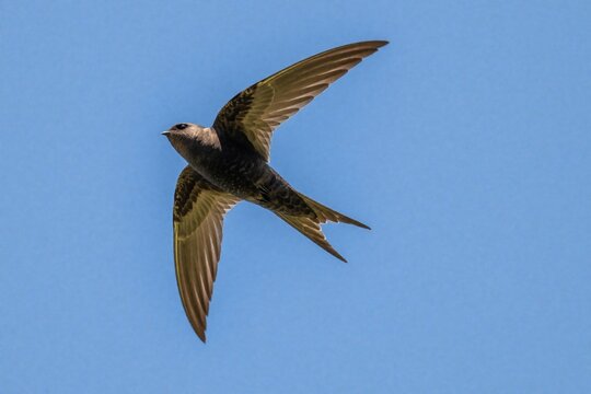 Common swift bird flies high in clear blue sky. Apus apus wings spread wide during fast flight. Small wild animal soars above city nature in summer. Swift moves through air with great speed, freedom