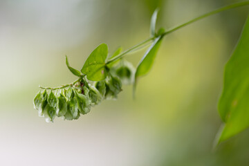 Obraz premium False Climbing Buckwheat Branch wiht Seeds and Soft Bokeh Background
