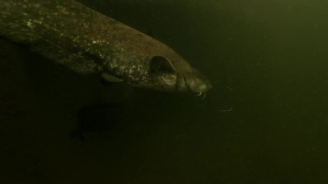 Two wels catfish swim beside the camera into an underwater tunnel. The light fades as the passage is entered. The shot ends in total darkness.
