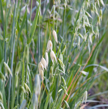 Close-up of green oat plant (Avena sativa) growing in an agricultural field during spring.
