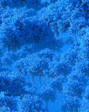 Dense Blue Forest Canopy Texture from Above