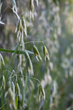 Close-up of green oat plant (Avena sativa) growing in an agricultural field during spring.