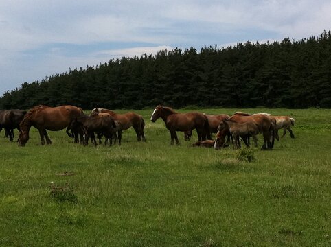 Wild Horses
