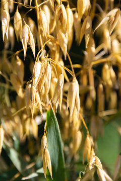 Close-up of mature golden oat spikelets (Avena sativa) ready for harvest in soft sunlight.